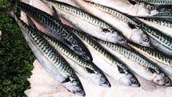 fresh Devon mackerel