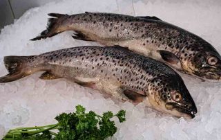 wild brown trout from lough neagh