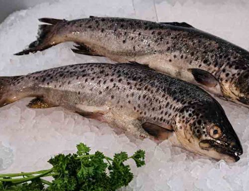 Wild Brown Trout From Lough Neagh